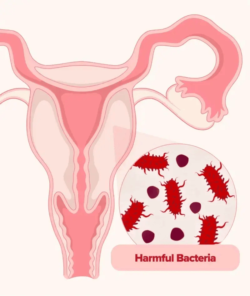 Probioticos URO 60 capsulas (el original)